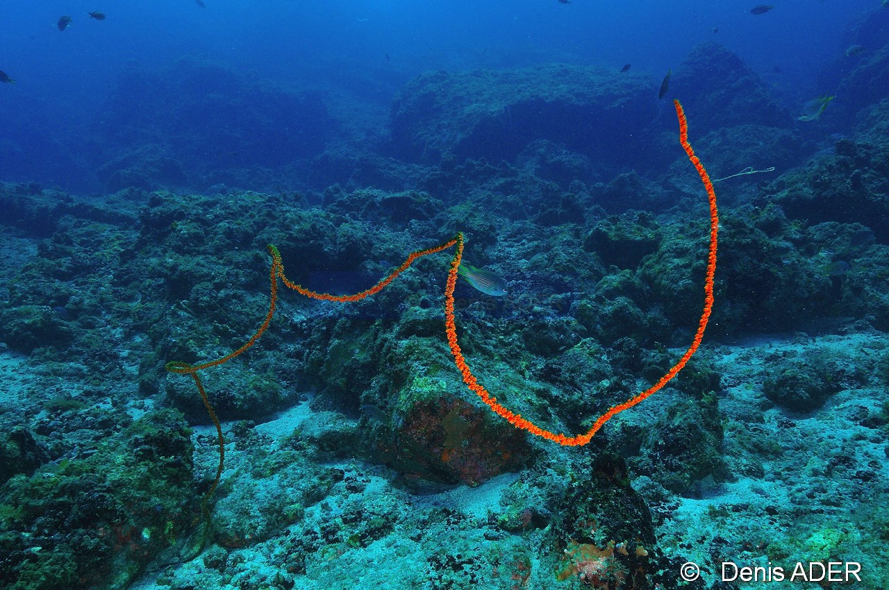 Stichopathes sp Corail fil de fer-Ambiance Cap Vert Turtle house-15m-20150409-Denis-ADER-DSC_0029_tn.jpg